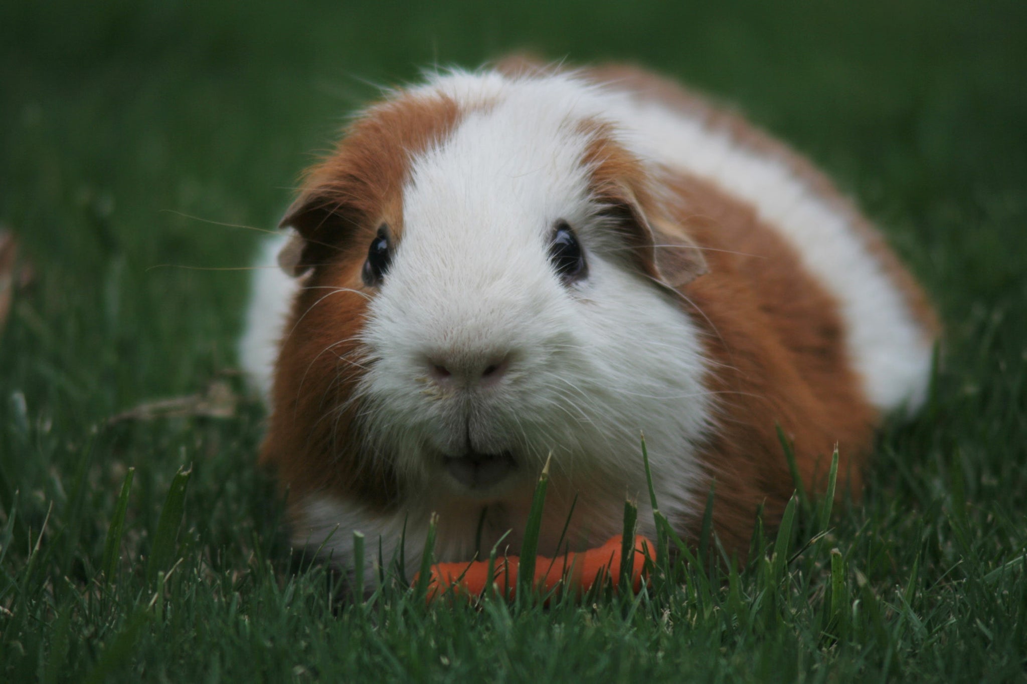 Smaller mammals like guinea pigs may be a better alternative for your family with allergies if they stay in a cage.