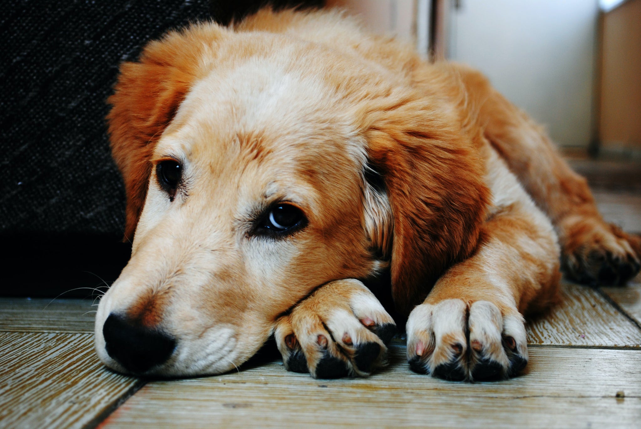 golden retriever laying on ground face on paws
