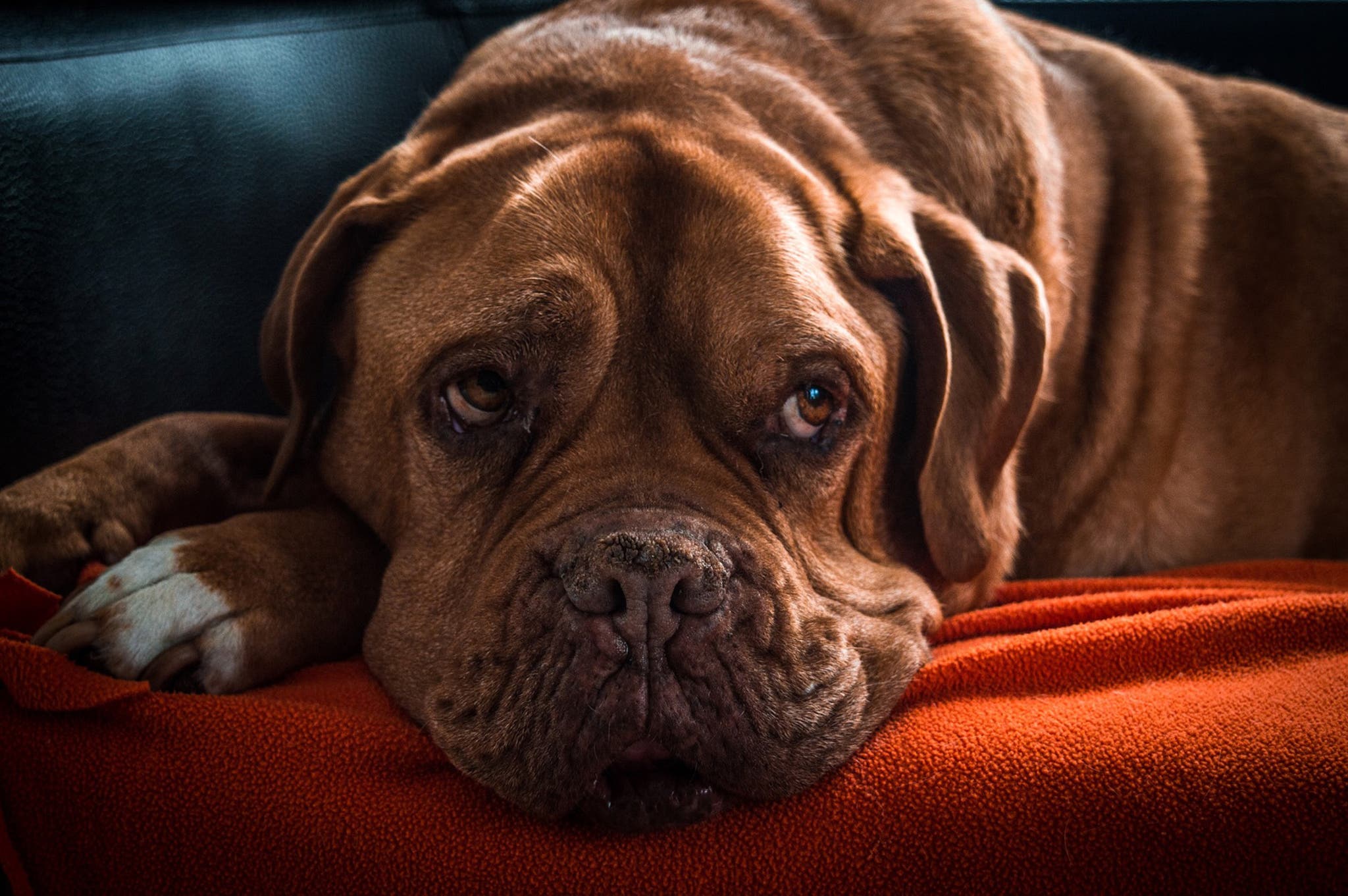 Your Dog’s Cancer Diagnosis Is Overwhelming: Here are the Next Steps
