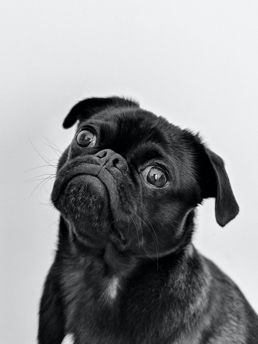 black pug looking confused