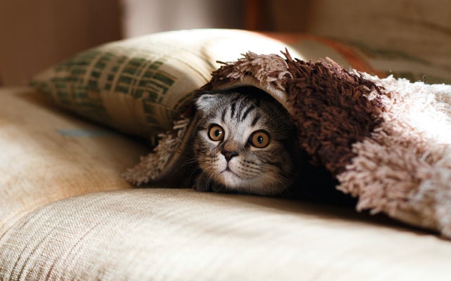 041_cat_hidding_under_coverings.jpg