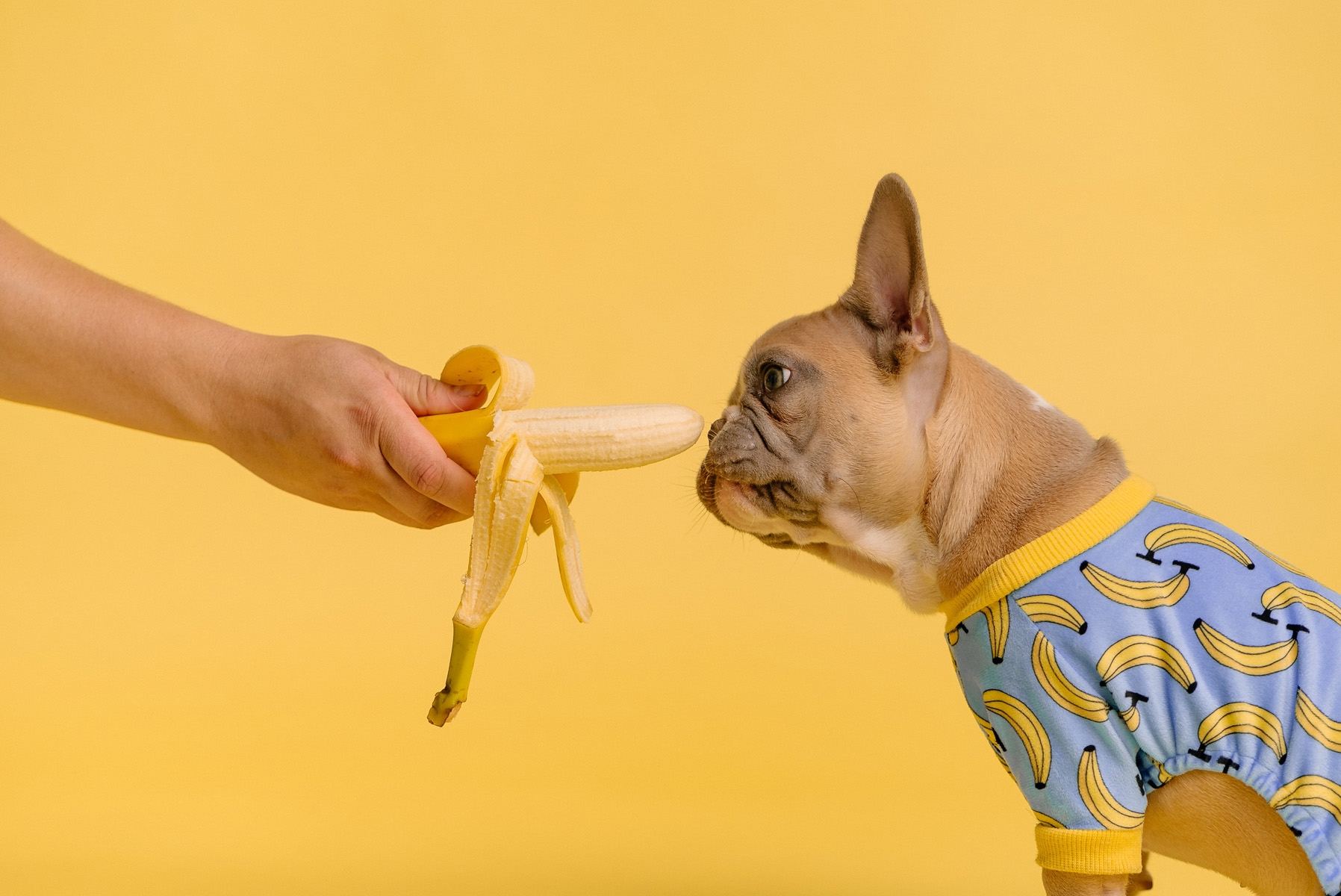French bulldog eating banana in top