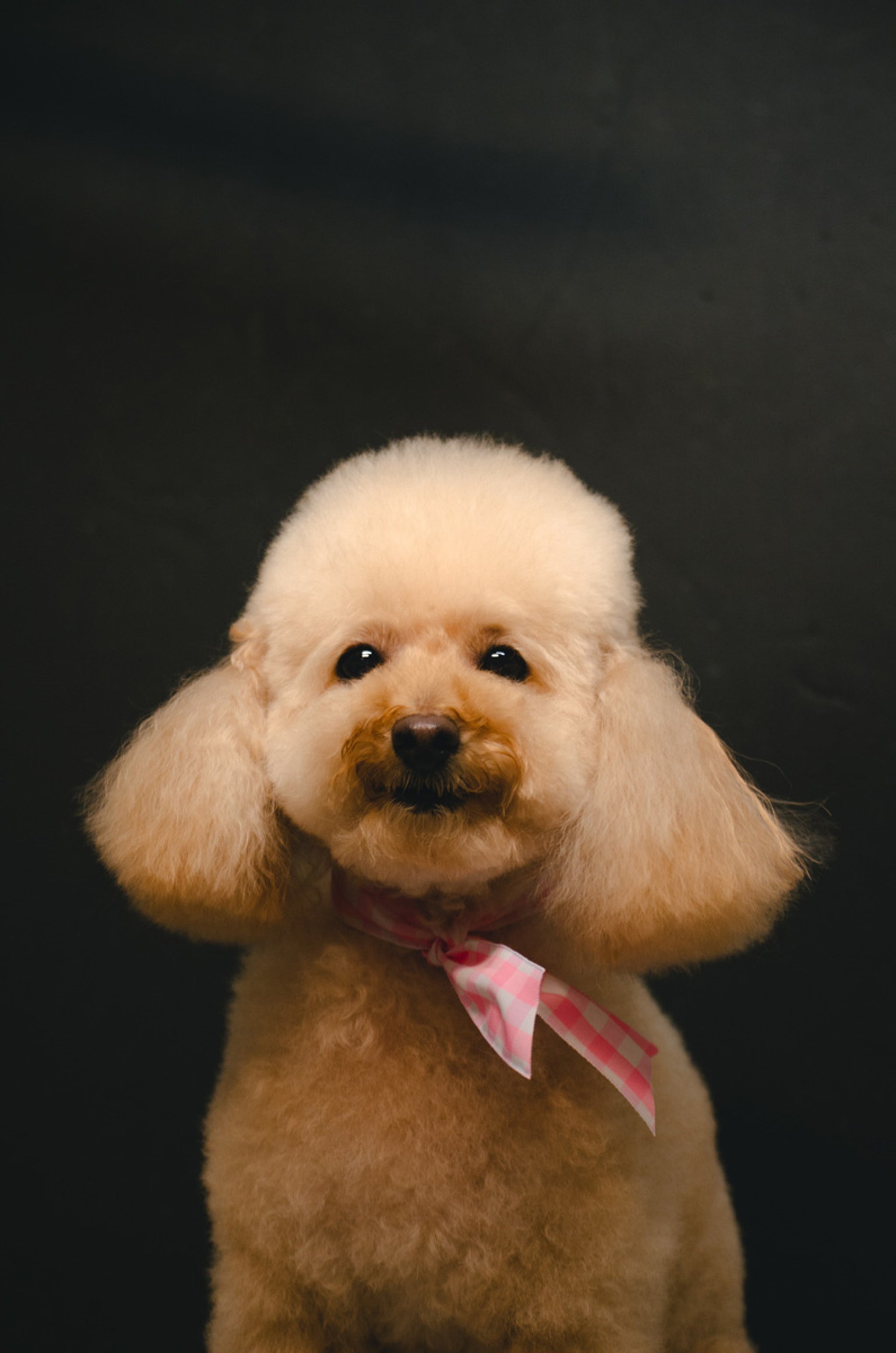 tan poodle puppy groomed with pink ribbon collar