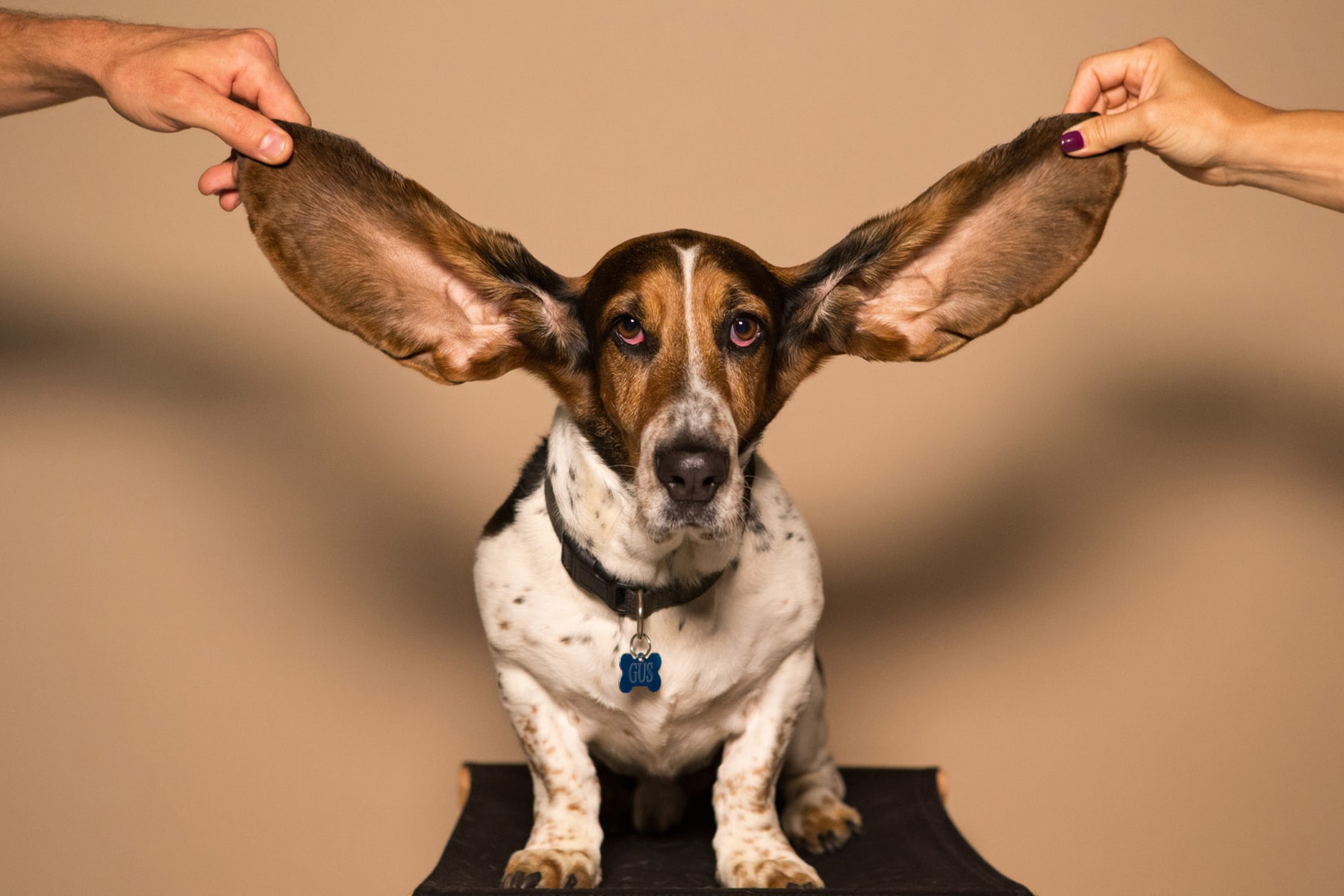 basset hound ears lifted