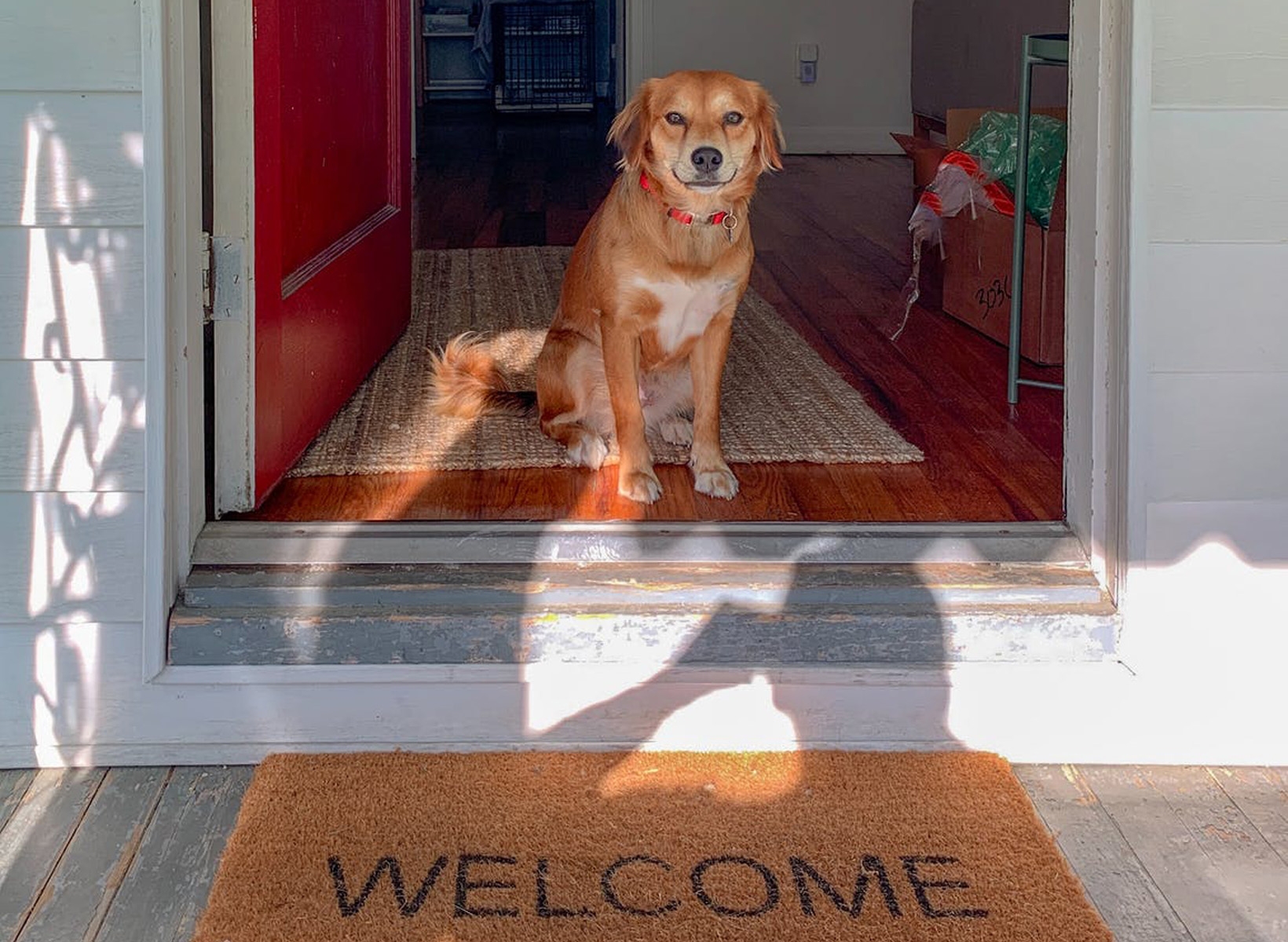 dog by front door