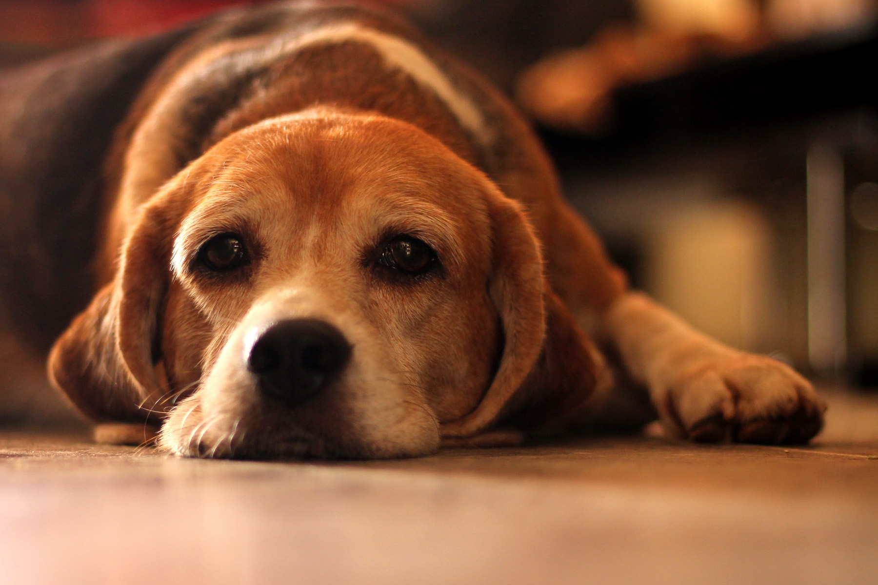 tired beagle