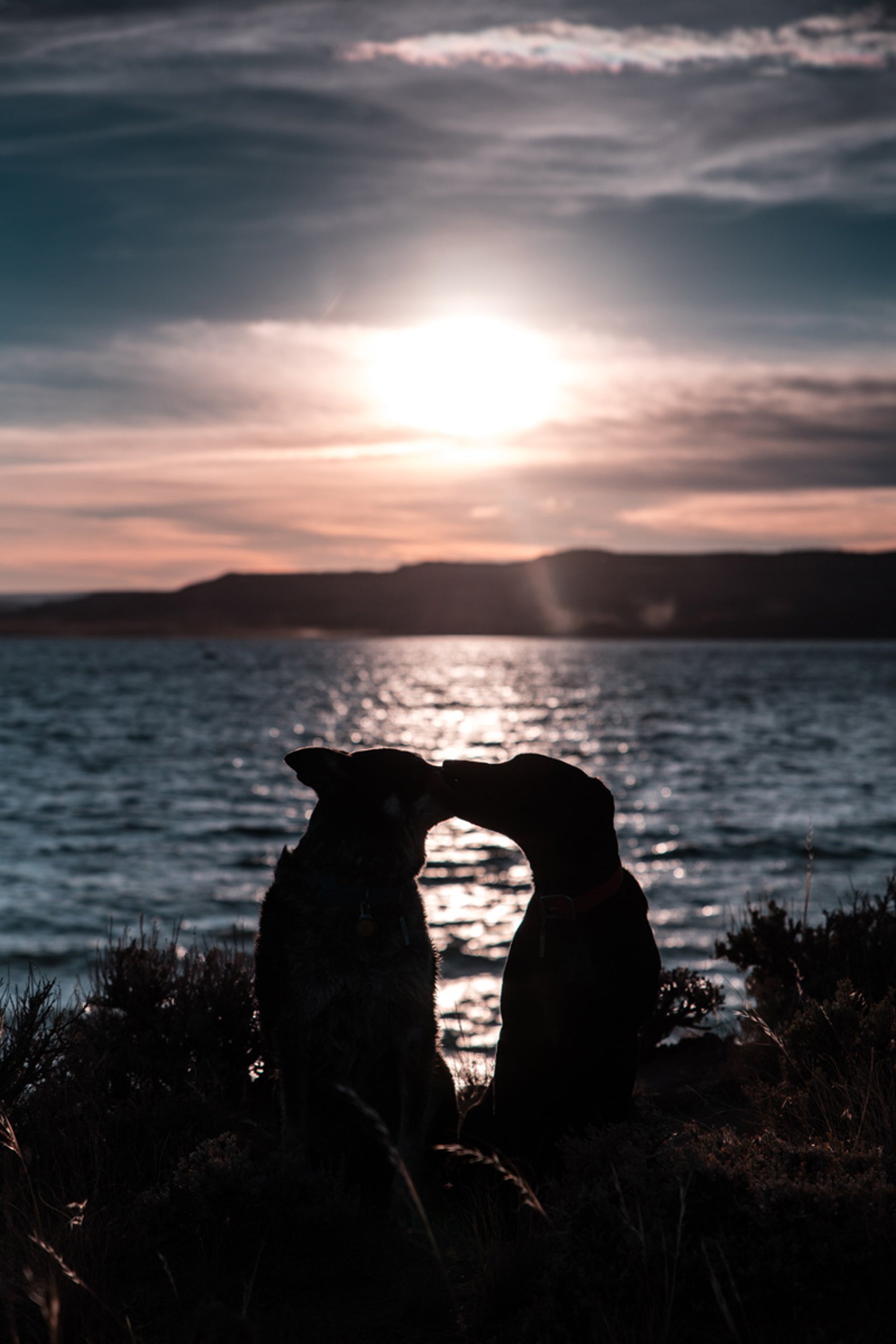 two dogs silhouette in front of sunset over water