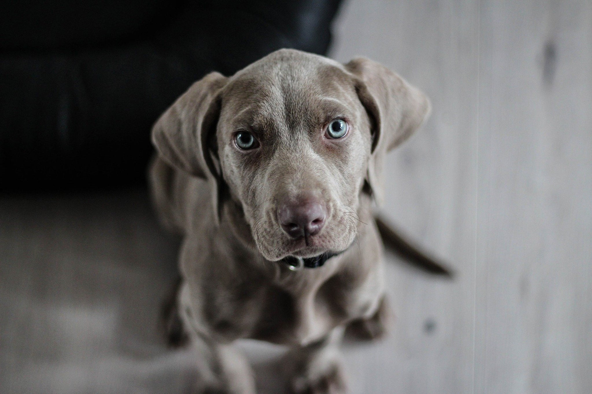 gray puppy blue eyes sitting on floor looking up at camera