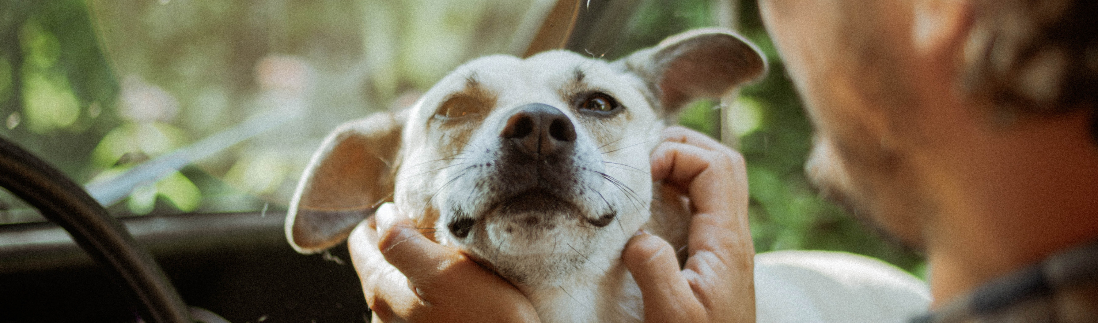 do cross breed dogs live longer than pedigree dogs