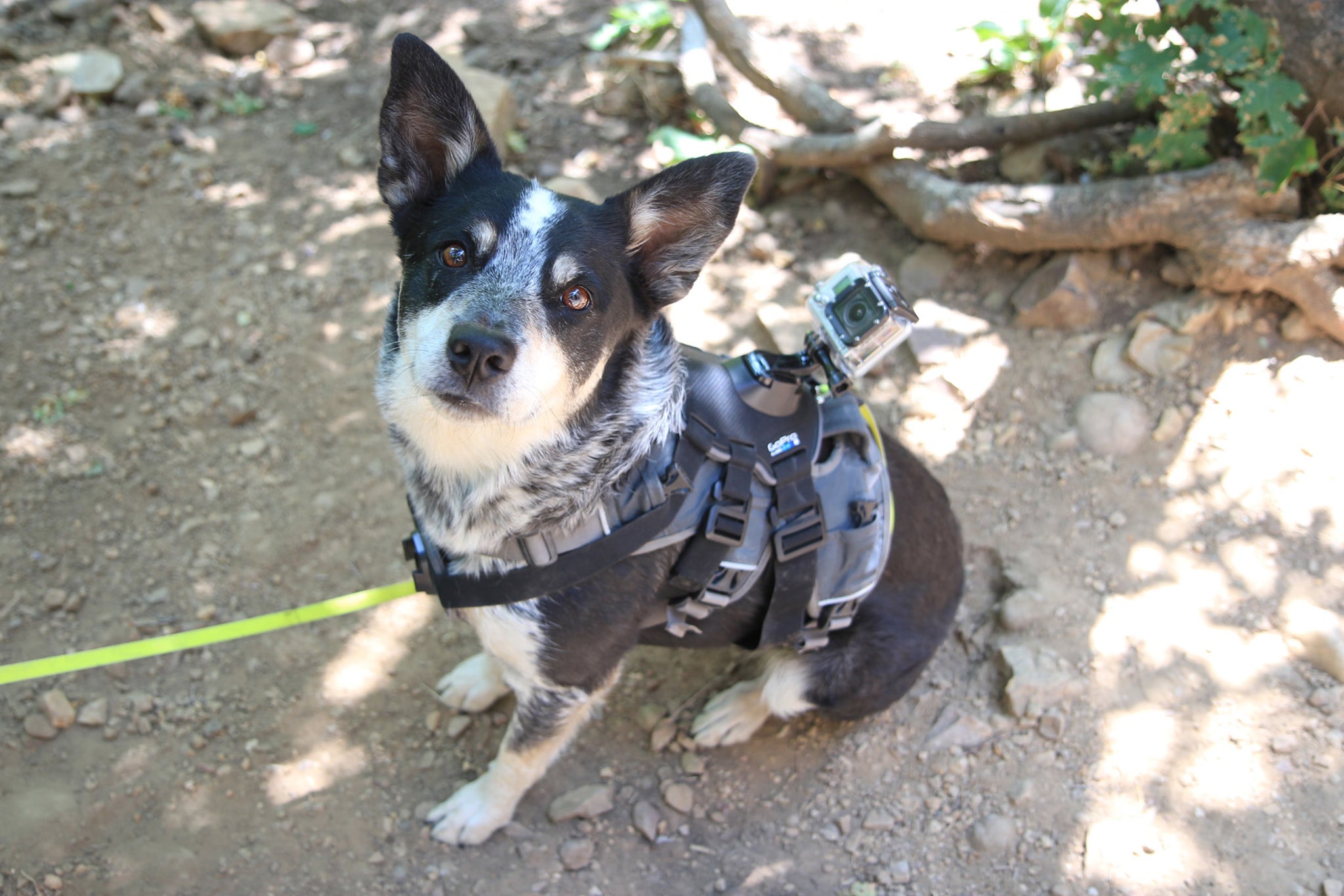 Encourage your children to get outside with the dog for games or a hike.