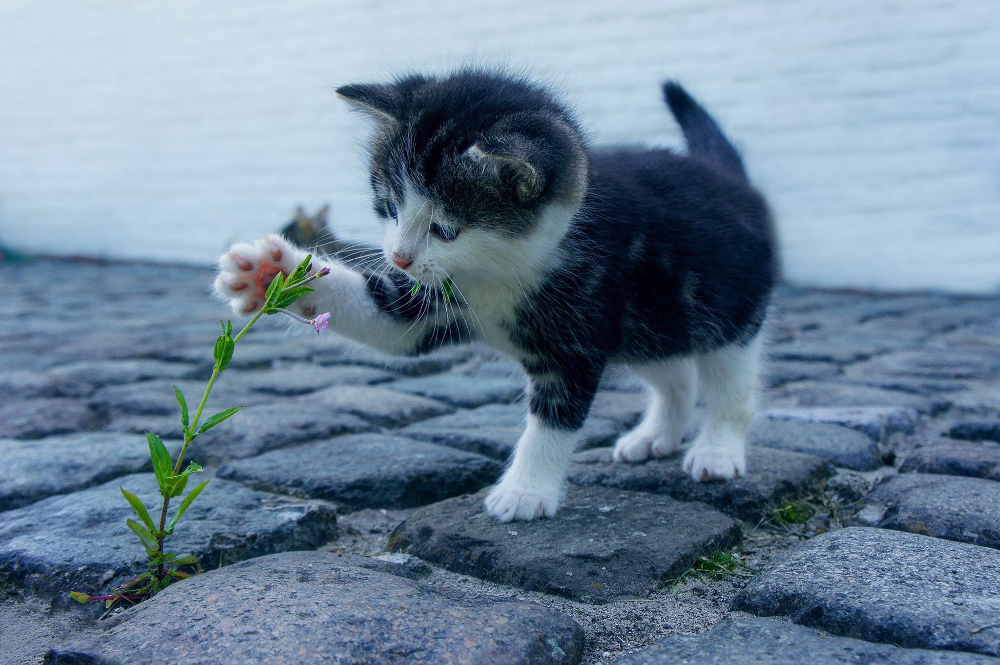 black and white kitten playing with a plant