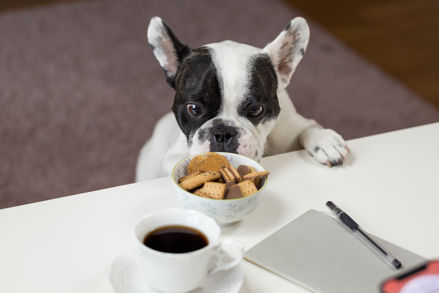 french bulldog eyeing bowl of biscuits on a table