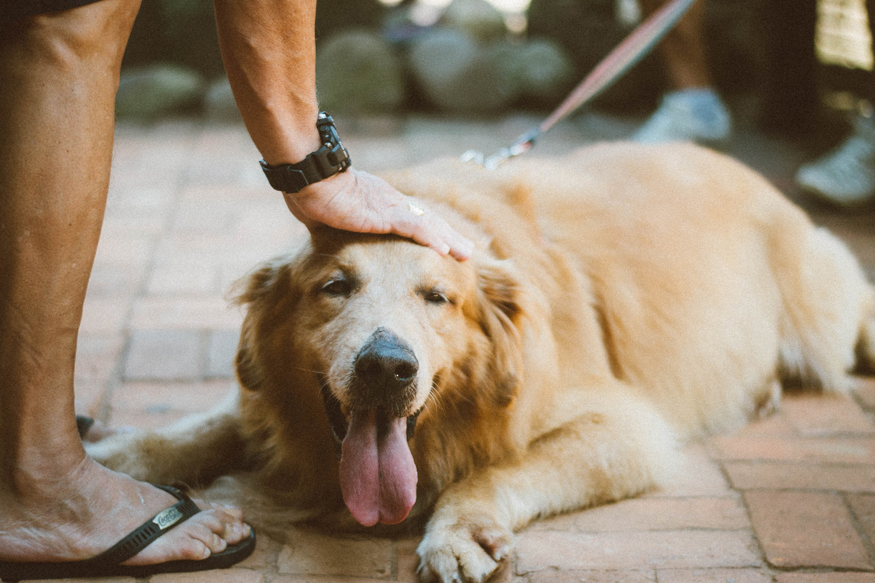 happy golden retriever laying down with tongue sticking out while getting pet by its owner