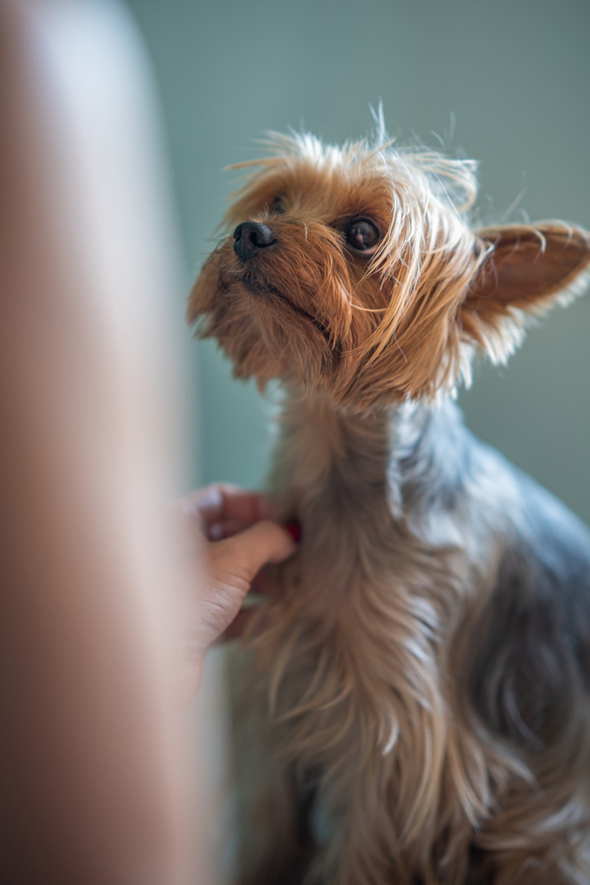 How LAVERDIA-CA1 (verdinexor) Helps Dogs with Lymphoma