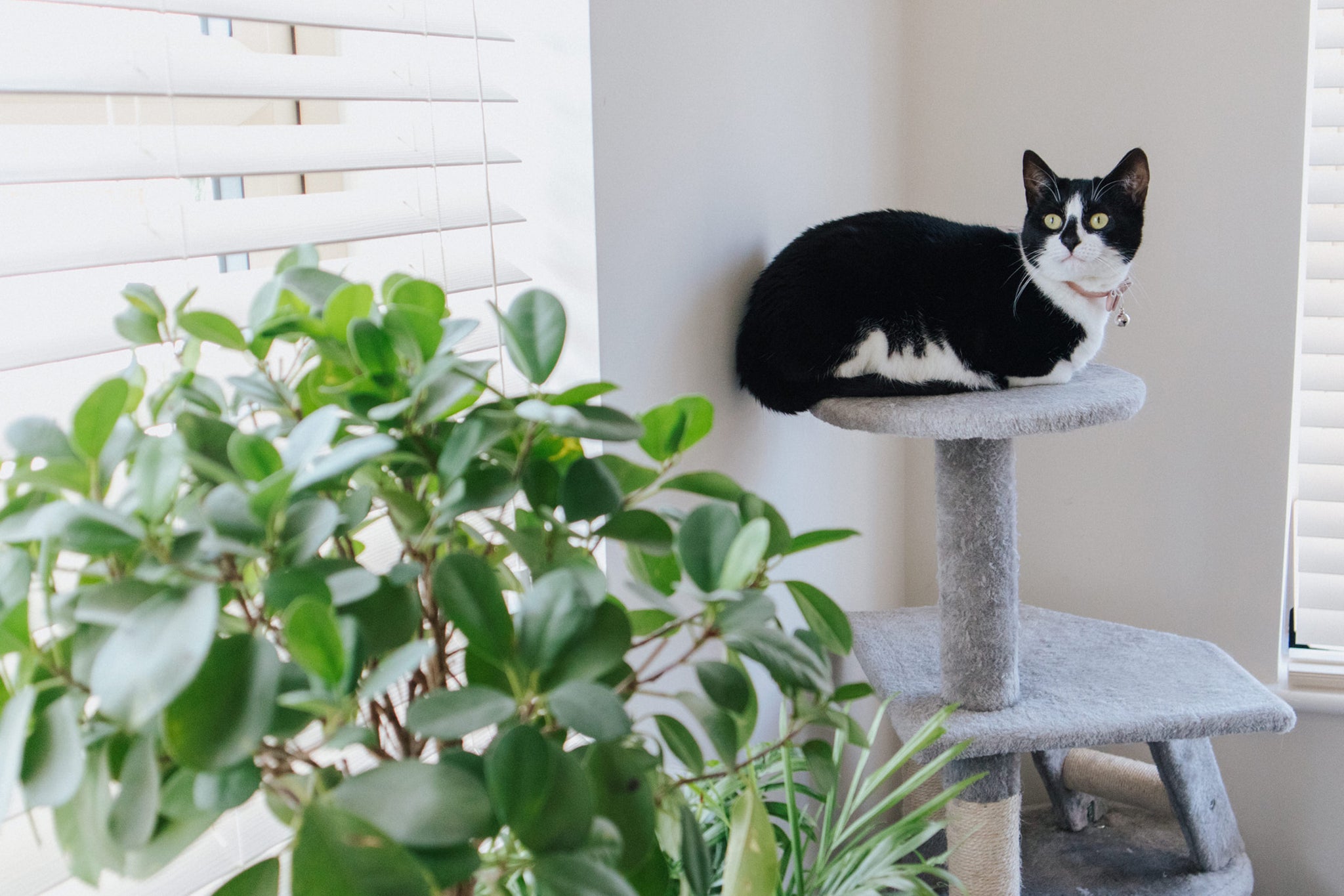 081_cat_on_stool_with_plant.jpg