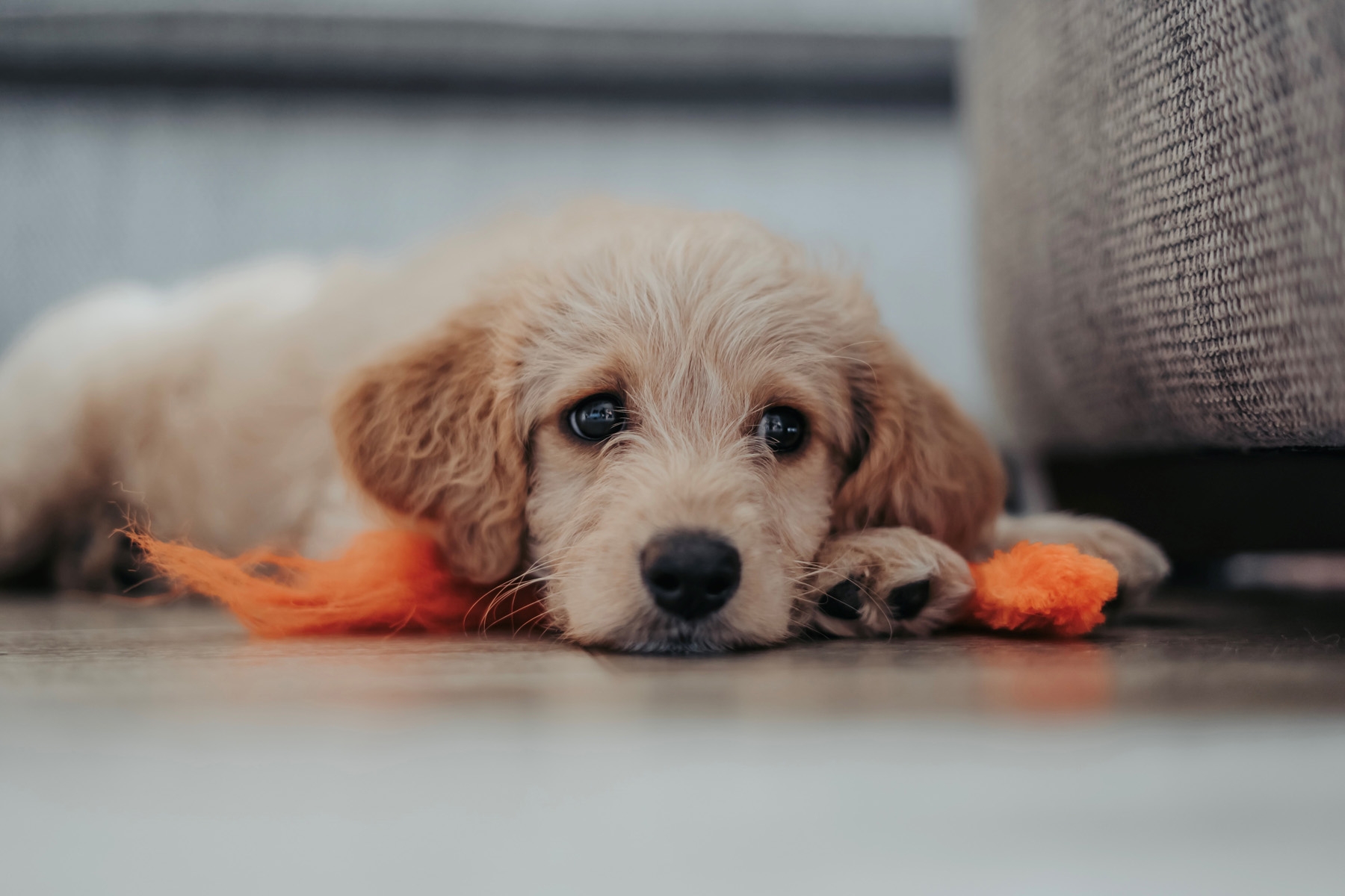 golden puppy orange toy