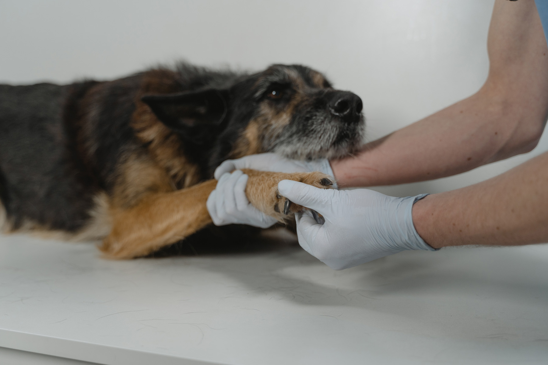 old dog getting checked by a veterinarian