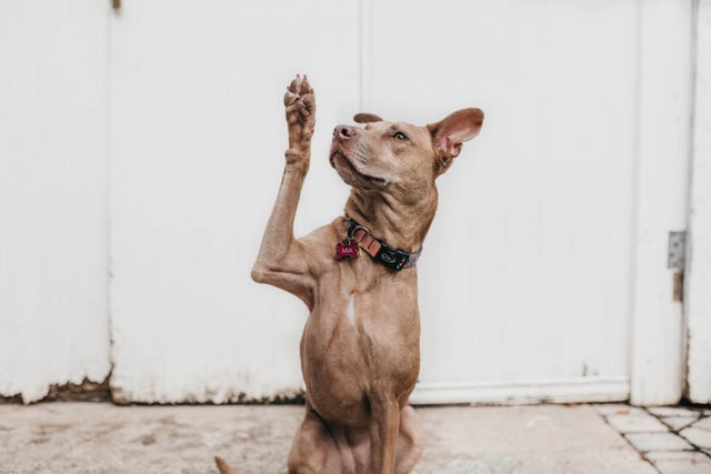 025_brown_dog_paw_up_mia.jpg