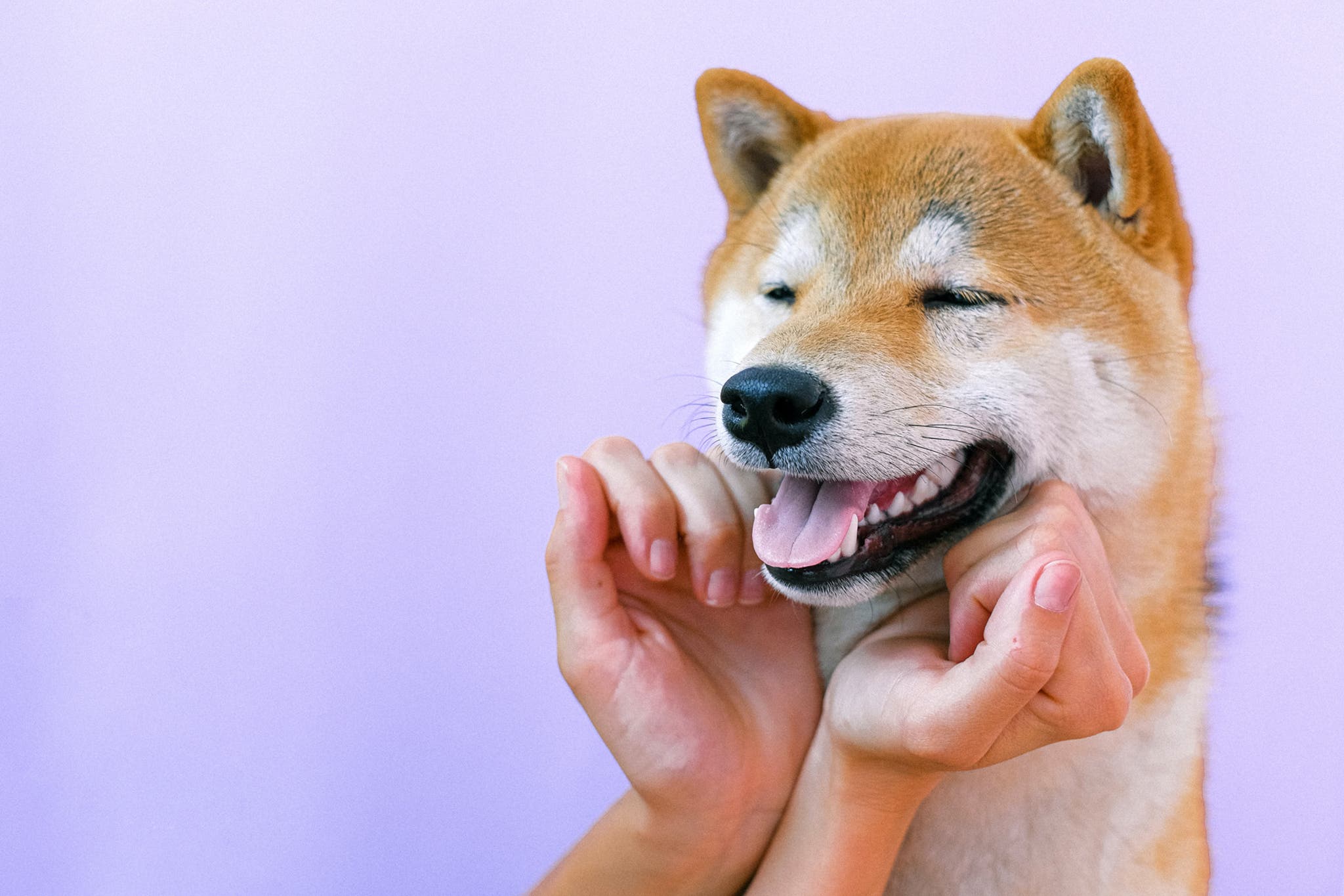 Can Dogs Lose Their Teeth?