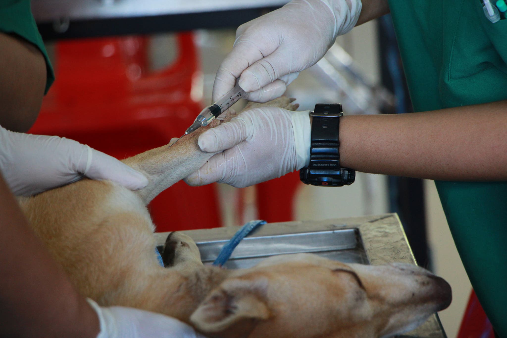 CHOP Therapy Defined and How It Is Used for Canine Cancer