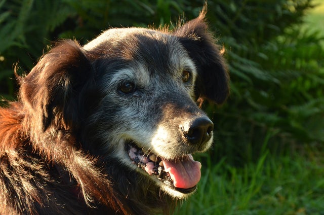 018_elderly_dog_in_grass.jpg