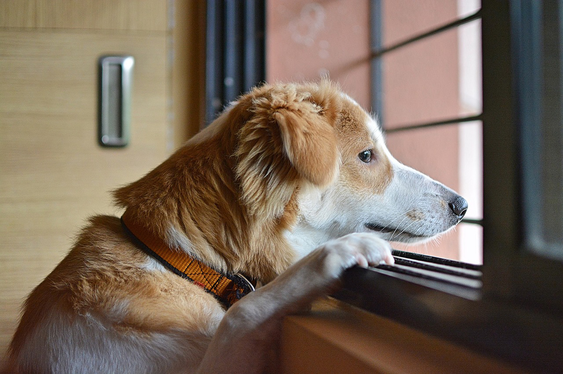 Sad dog looking outside the window