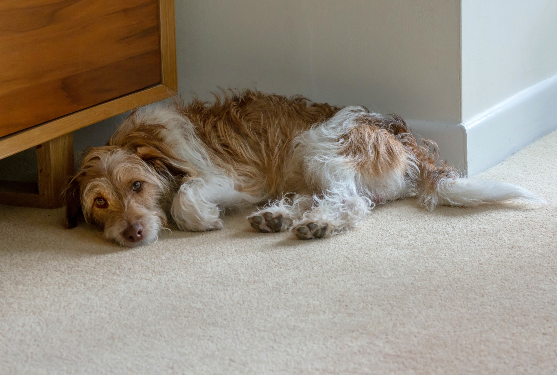 depressed white and brown dog laying down on floor