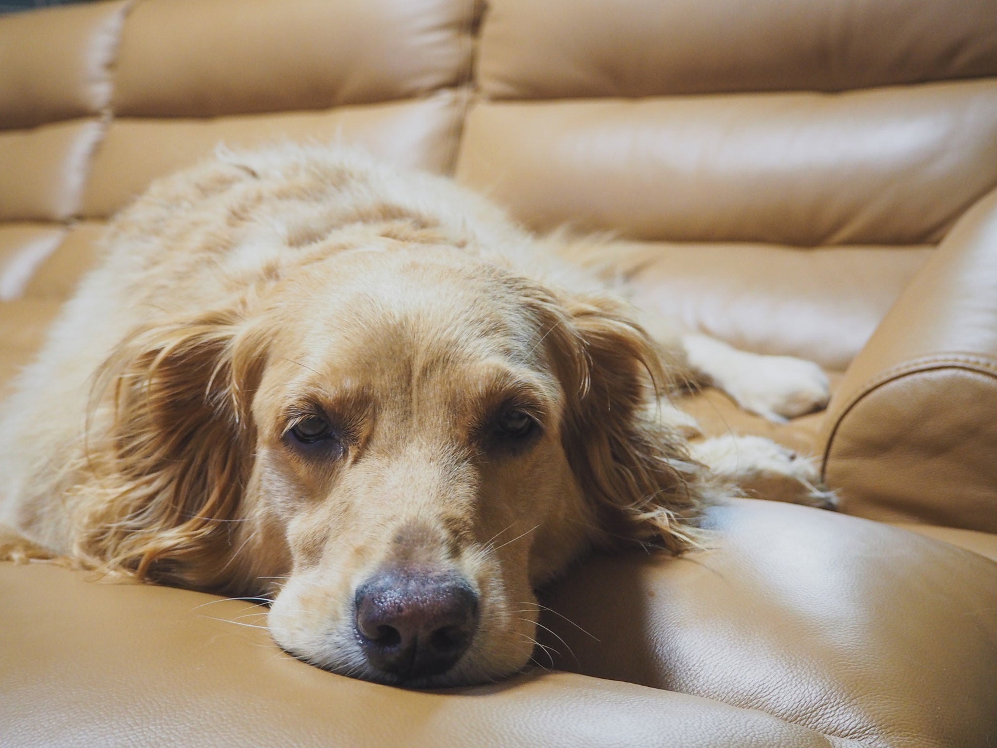 tired golden retriever laying on brown leather couch