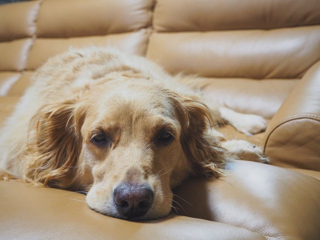 137_tired_golden_retriever_laying_on_brown_leather_couch.jpg
