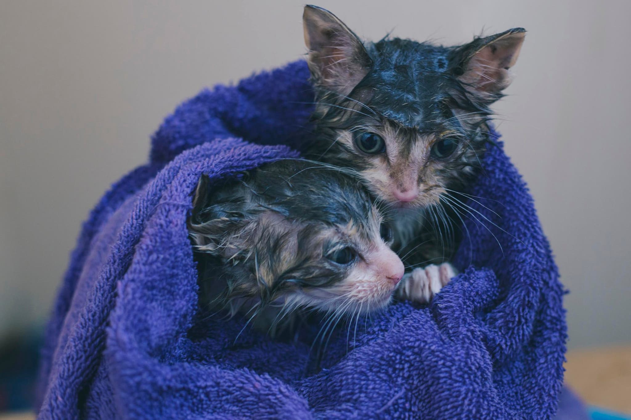 Tips for Bathing Your Cat