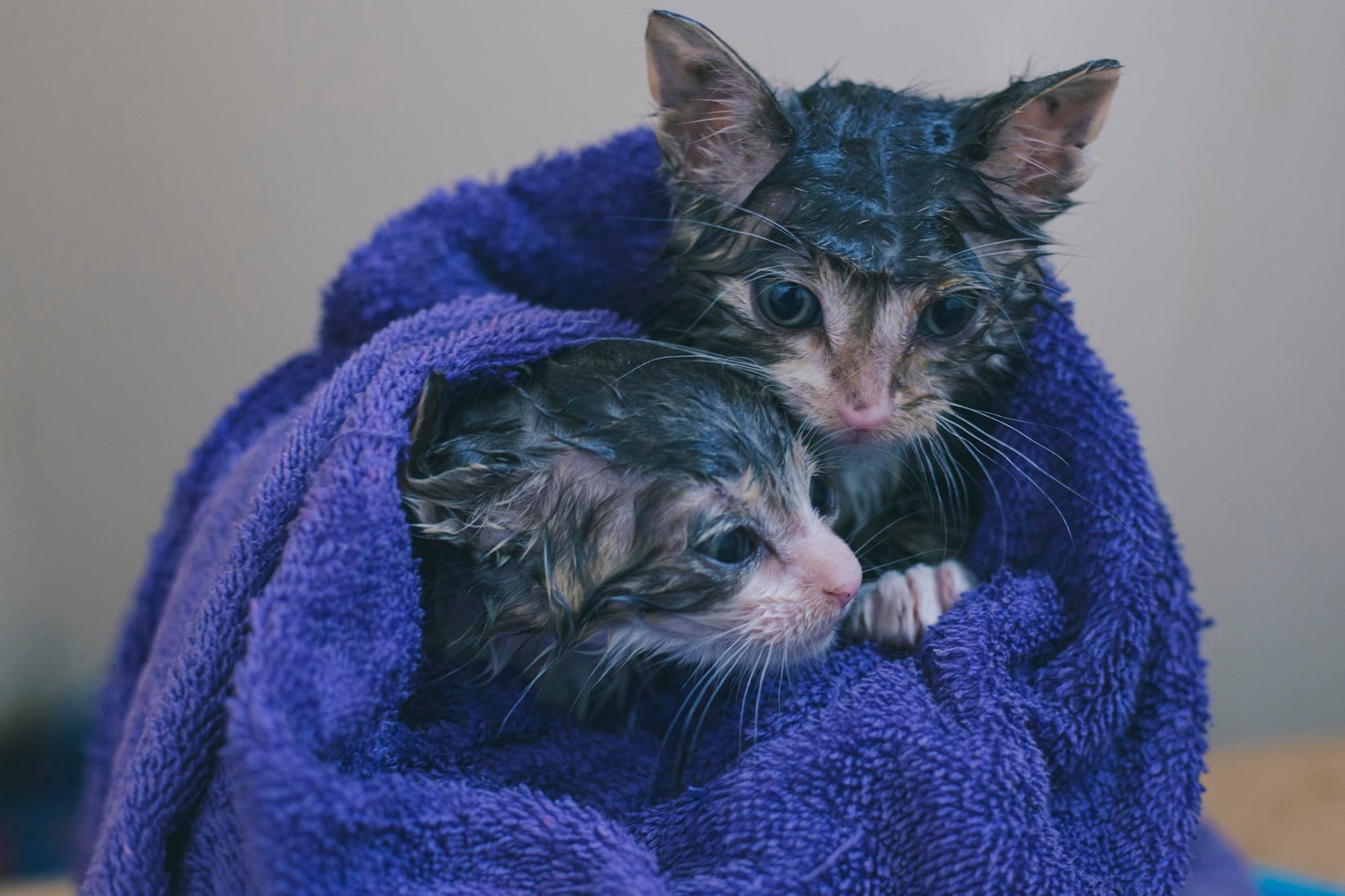 cats in purple towel after bath