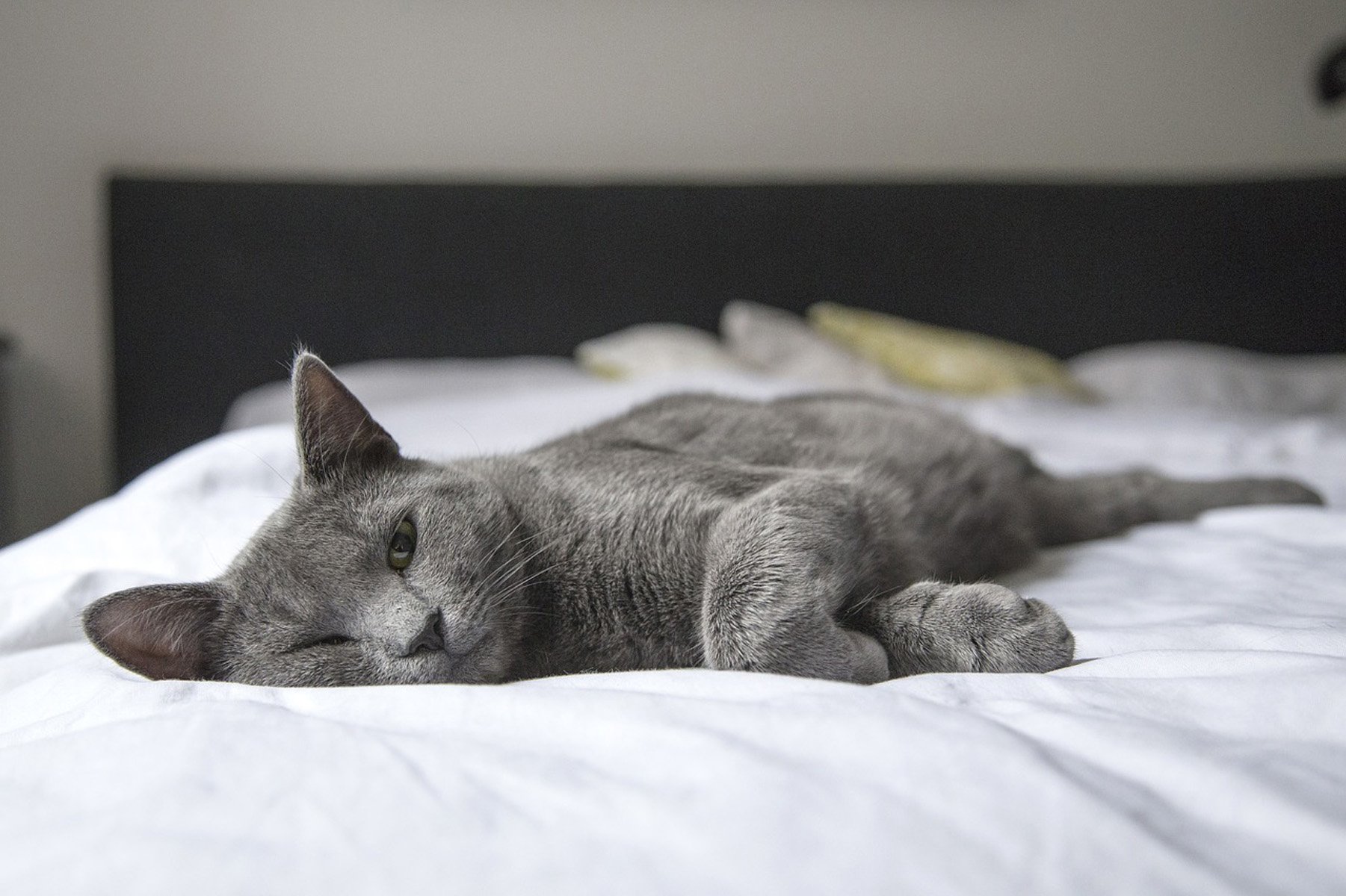 cat laying on bed