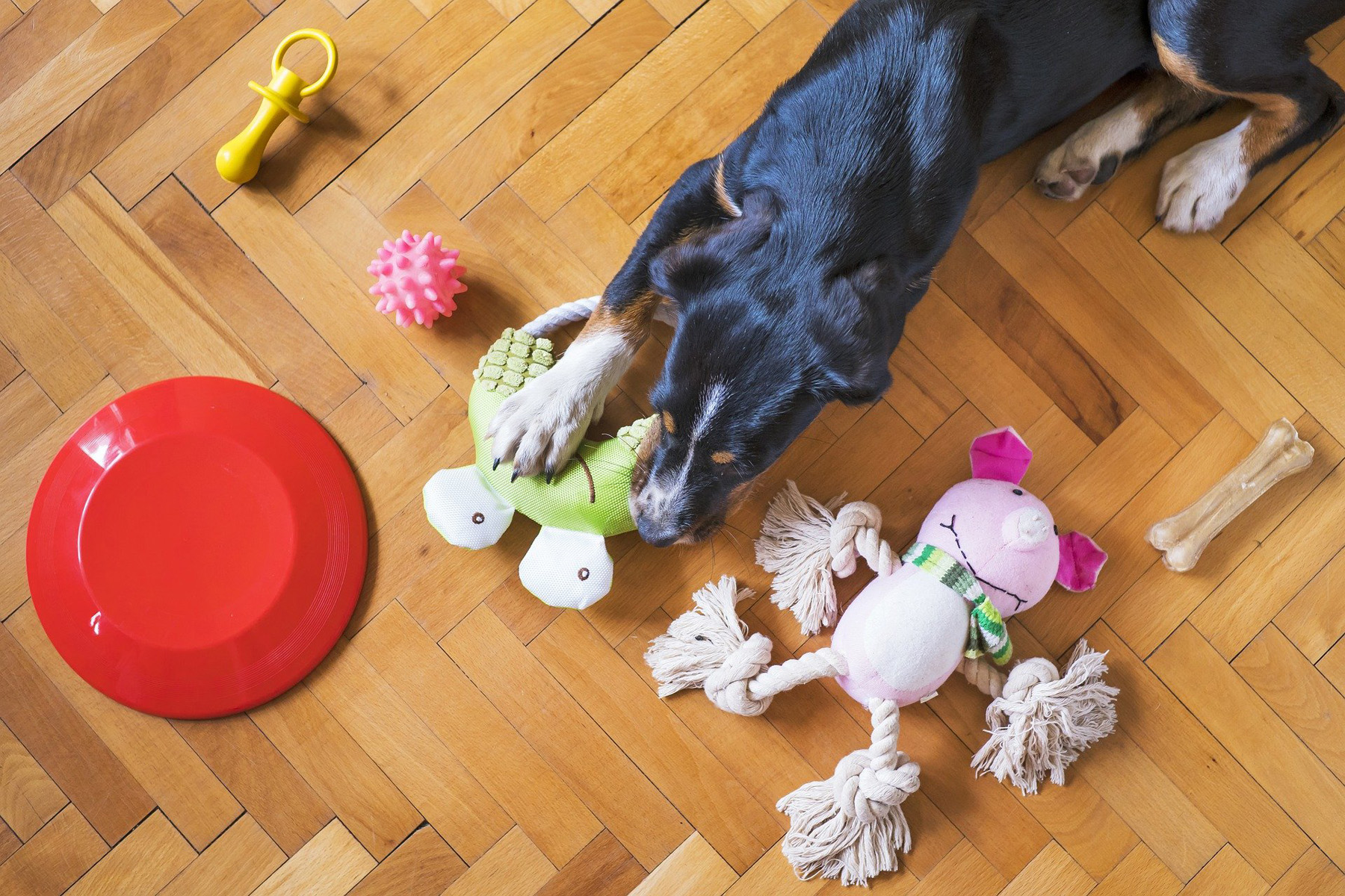 Talk to your veterinarian about the best toys for your dog, and recognize that the puppy may favor certain toys over others.