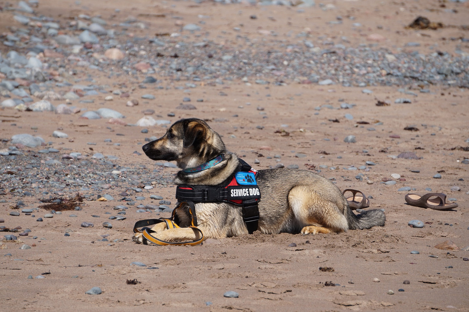 service dog with harness laying on beach