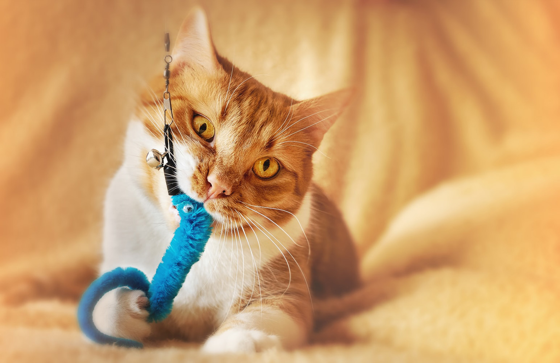 orange cat with blue toy