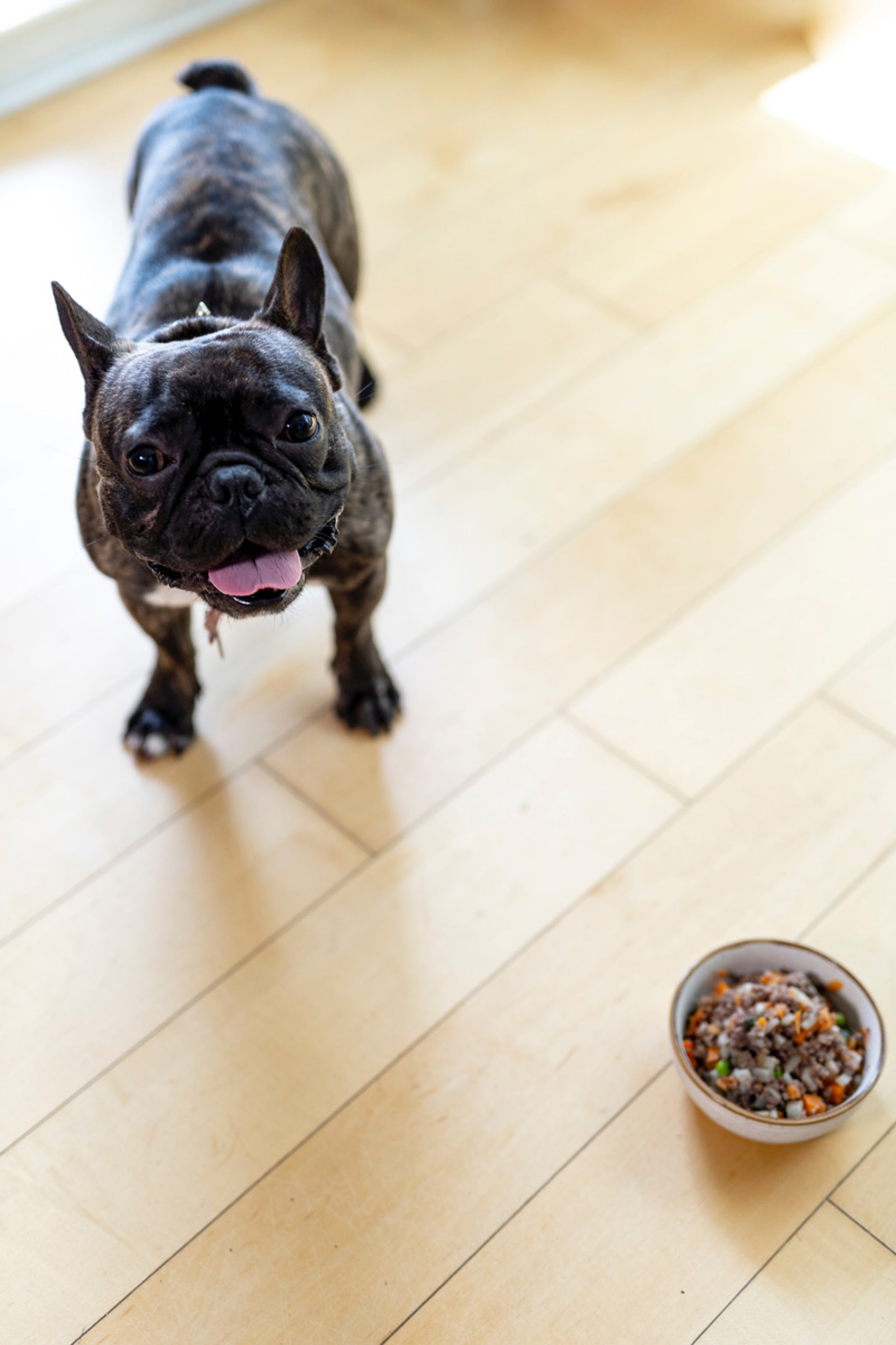 brindle bulldog smiling next to food bowl on floor