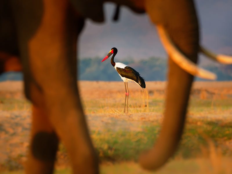 výstava Czech Nature Photo foto Martin Pelánek