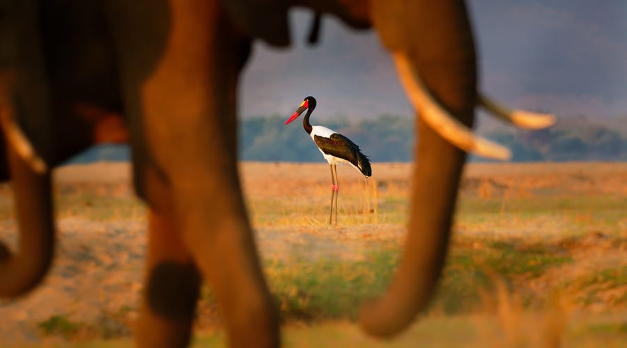 výstava Czech Nature Photo foto Martin Pelánek