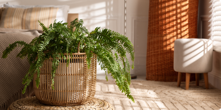 Plantas ideales para jardín pequeño