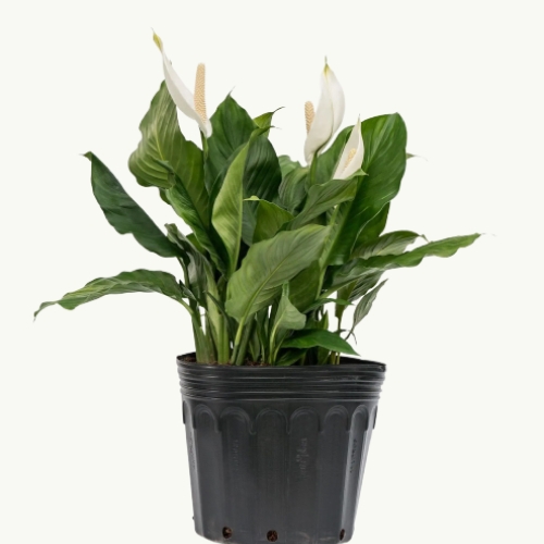 Plantas naturales