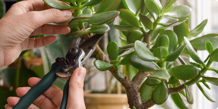 Mantenimiento de un jardín pequeño
