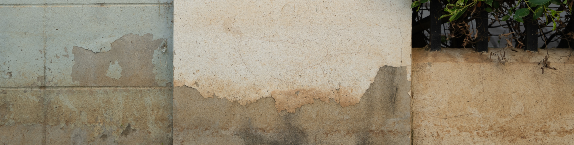 Hongos en paredes por humedad