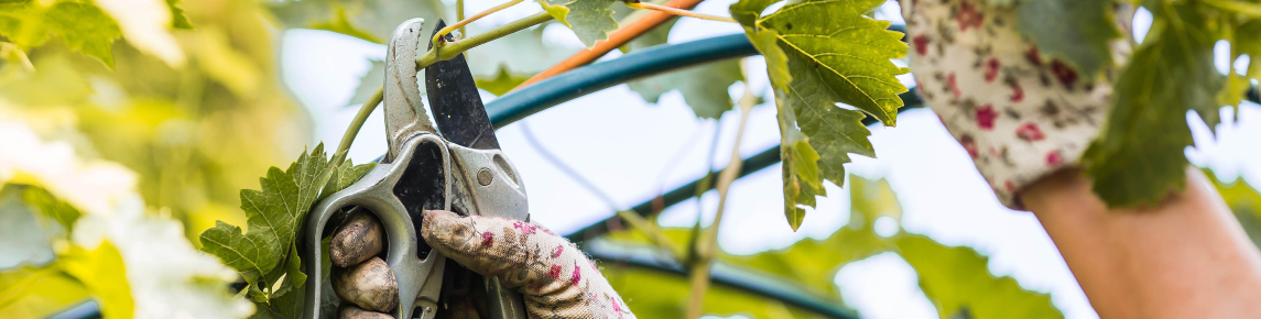 Guía para podar y trasplantar plantas