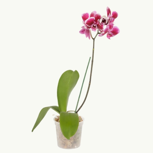 Plantas de interior