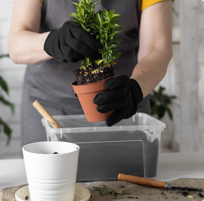 Trasplante de plantas paso a paso