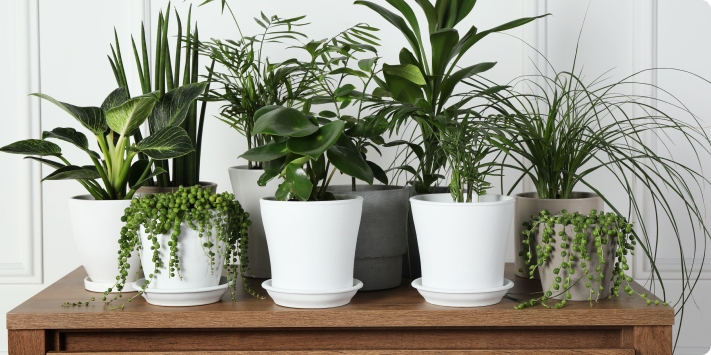 Niveles y profundidad en un jardín pequeño