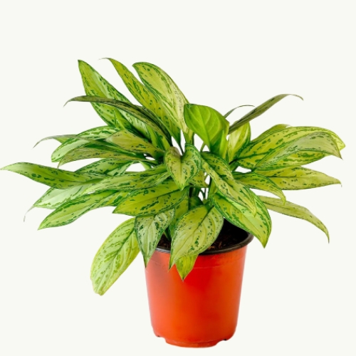 Plantas de exterior