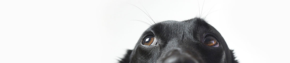 Purely Pets Insurance