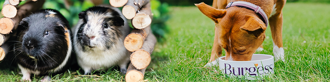 Burgess Pet Care