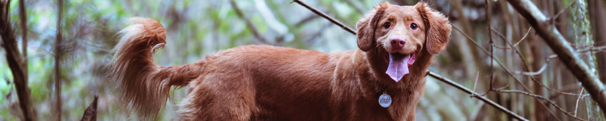 Whistle & Wag Pet Insurance